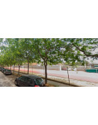 El atletismo no tiene el reconocimiento debido en Viladecans