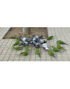 Las colonias de palomas y cotorras son un problema de salubridad