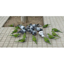 Las colonias de palomas y cotorras son un problema de salubridad