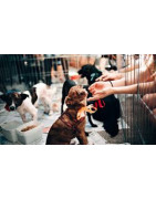 Proponemos poner en marcha un servicio de acogida de animales