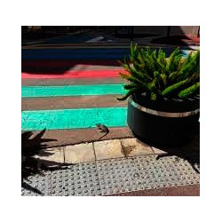 Hay que evitar que cucarachas y ratas ocupen nuestros espacios