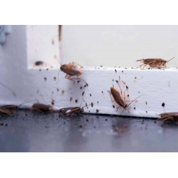 Dicen que en Viladecans no hay ratas ni cucarachas