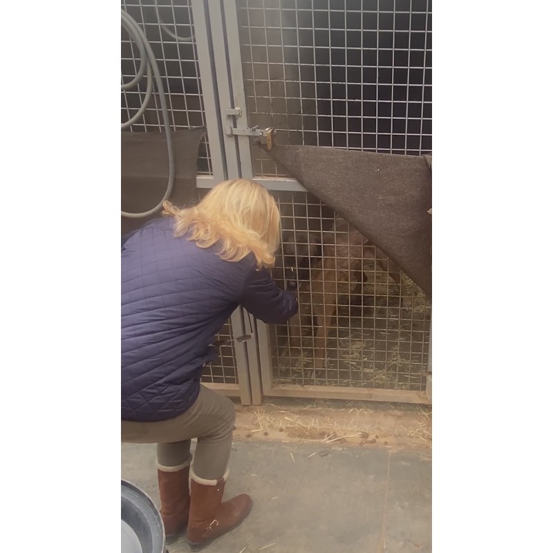 Nuestro compromiso con Viladecans: Centro de acogida para animales de compañía