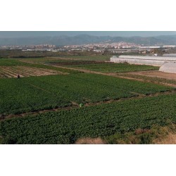 Apoyamos a nuestros agricultores del Parque Agrario